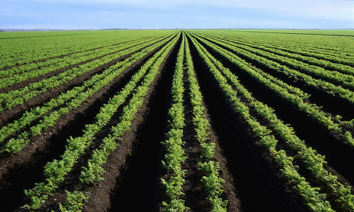 Agricultura no Niassa